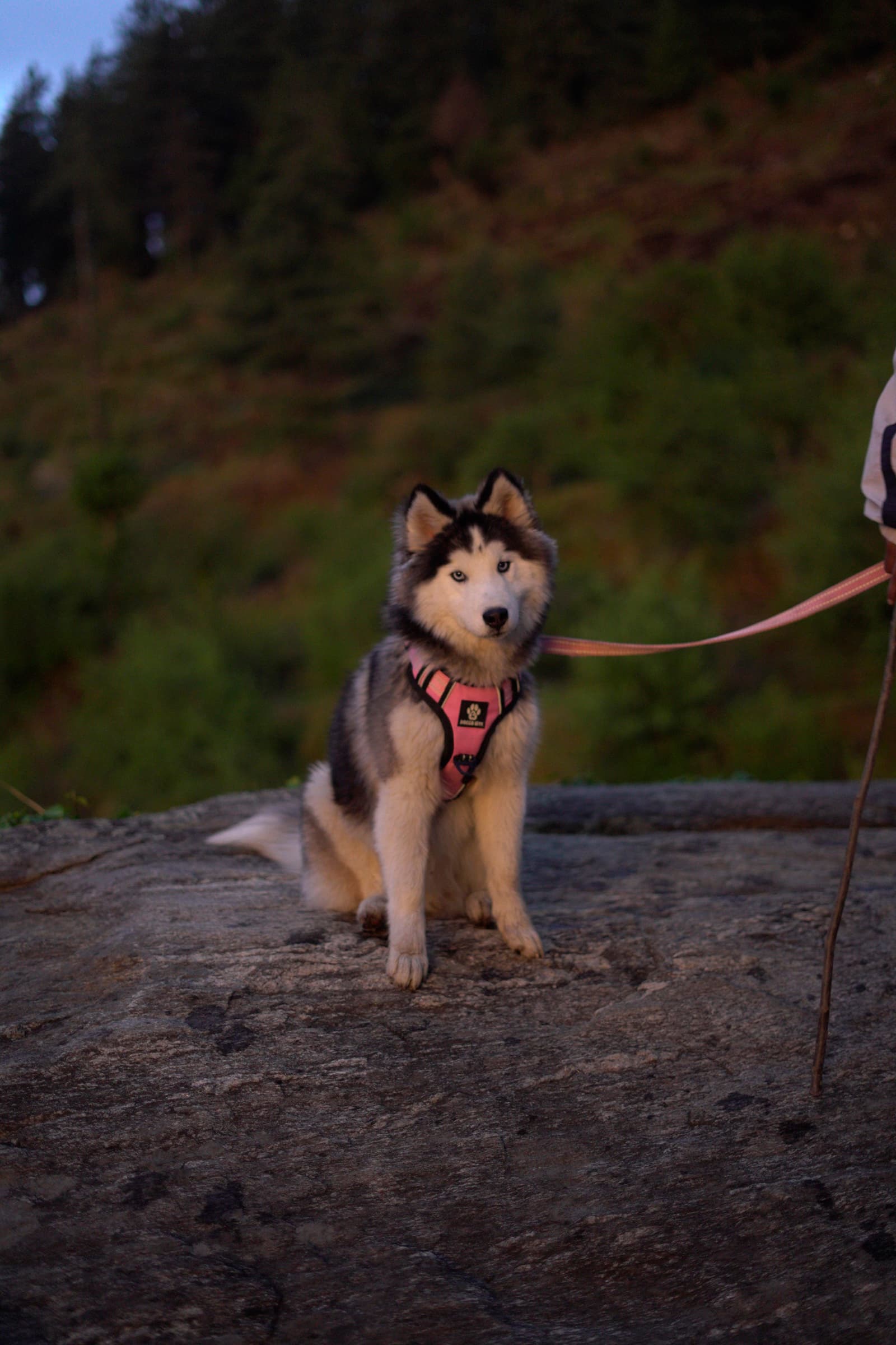 Mooshi the husky on a forest trail near Vaadi