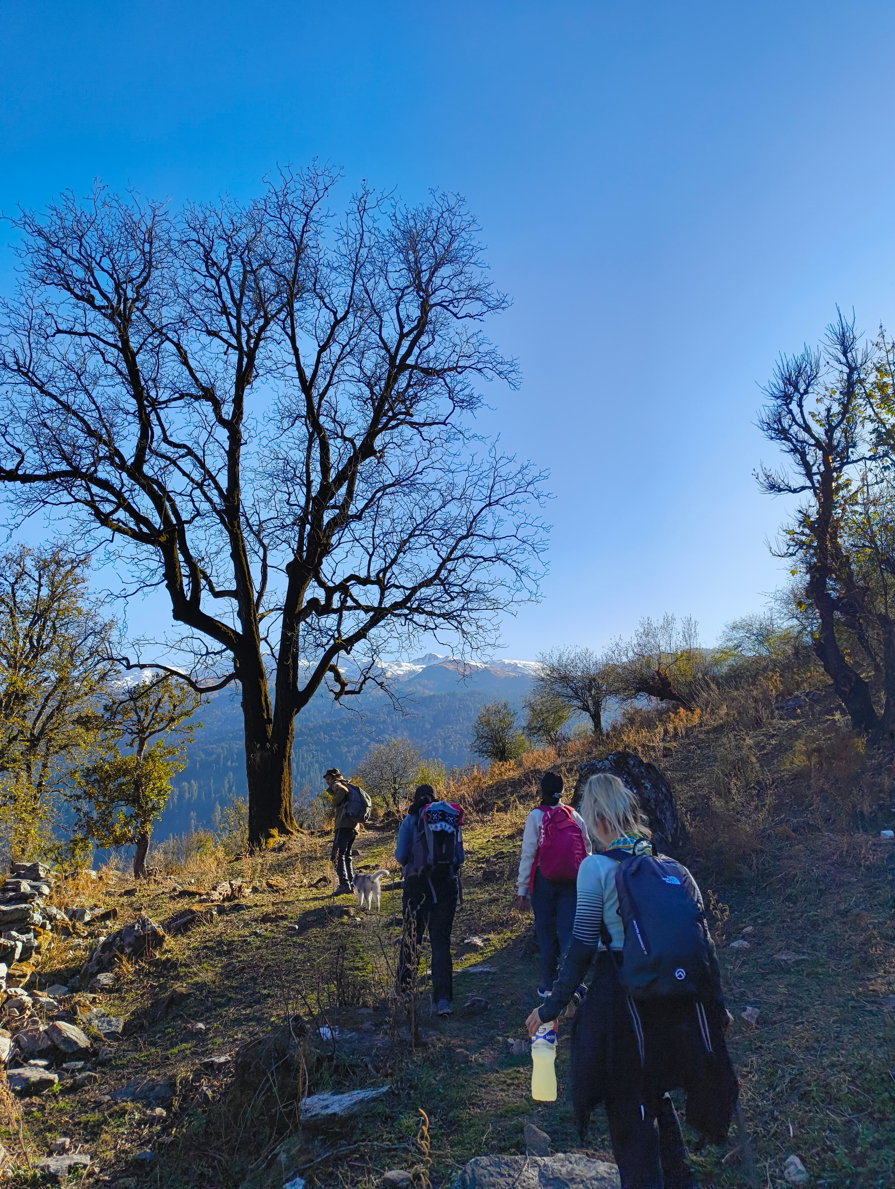 High-altitude trail through alpine meadows with Himalayan peaks in the distance